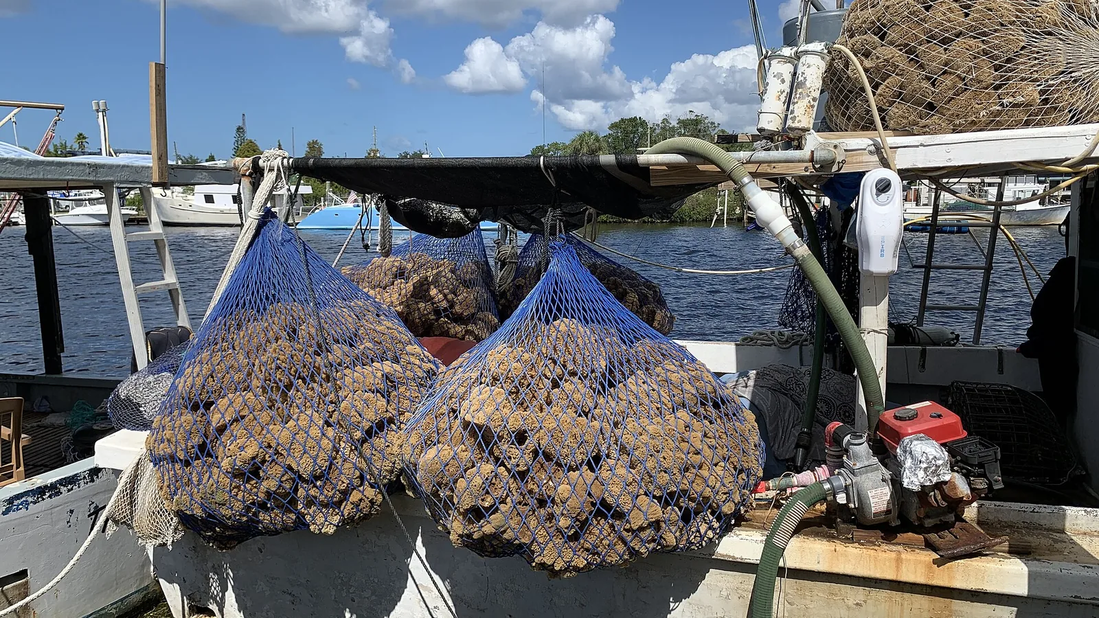 Natural sea sponges on a workboat at the Tarpon Springs sponge docks